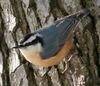 Red-breasted Nuthatch (Sitta canadensis)10-4c.jpg