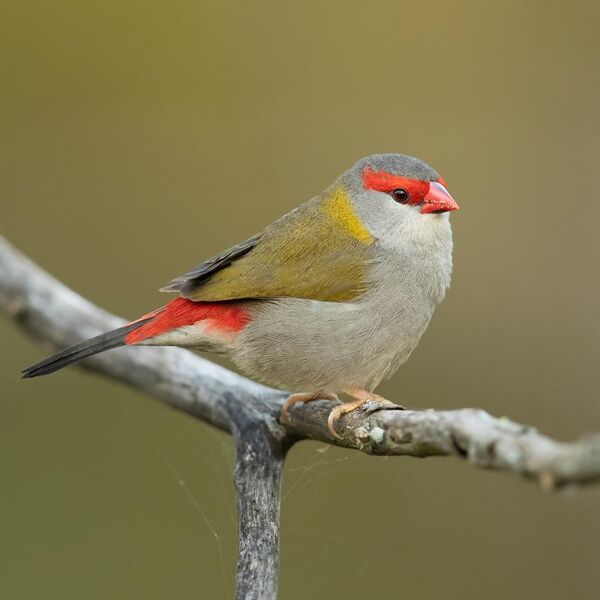 File:Red-browed Finch - Penrith.jpg