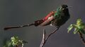 Red-tailed Comet.jpg