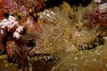 Rhinopias aphanes Lacy scorpionfish Papua New Guinea by Nick Hobgood.jpg