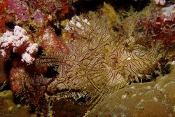 Rhinopias aphanes Lacy scorpionfish Papua New Guinea by Nick Hobgood.jpg