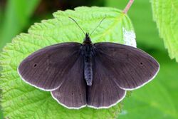 Ringlet butterfly (Aphantopus hyperantus) 1 spot newly emerged.jpg