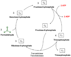 RuMP pathway.svg