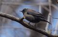 Rusty Blackbird (26280355122).jpg