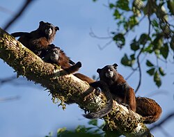 Saguinus fuscus 186505434.jpg