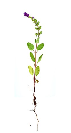 Salvia viridis Scan.jpg