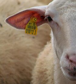 Sheep's face, Malta.jpg