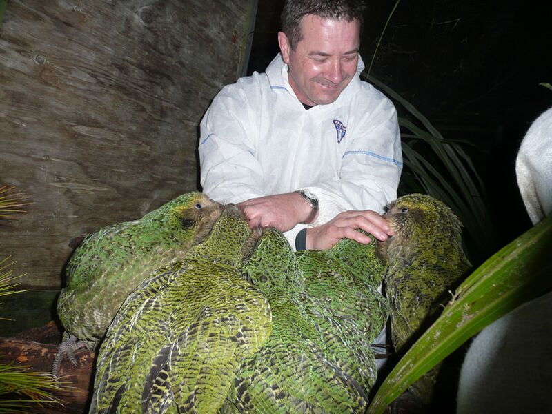 File:Stephen Bragg with kakapo chicks.jpg