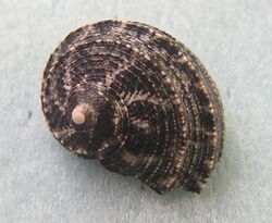 Stomatolina angulata 001.jpg