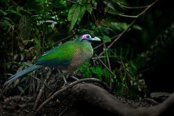 Sumatran Ground-Cuckoo 0A2A4427.jpg