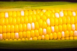 Summer corn (48286638996).jpg