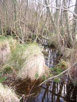 Swampy alder carr in Alderfen Broad Nature Reserve, Norfolk - geograph.org.uk - 310689.jpg