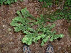 Taxus canadensis, Pancake Bay.jpg