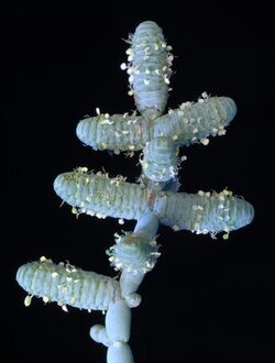Tecticornia verrucosa - Flickr - Kevin Thiele.jpg