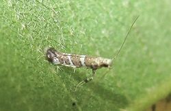 Telamoptilia grewiae1.jpg