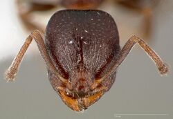 Temnothorax gallae casent0005684 head 1.jpg