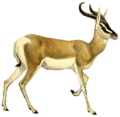 The book of antelopes (1894) Gazella soemmerringi (white background).png