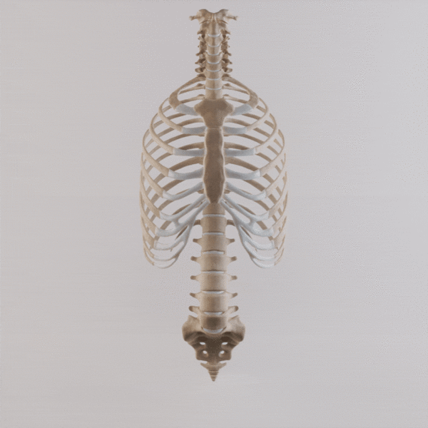 File:Thoracic Cage with Spine - Anatomy.gif