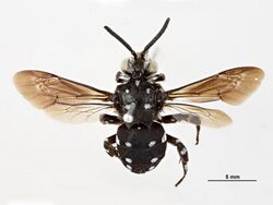 Thyreus lugubris f.jpg