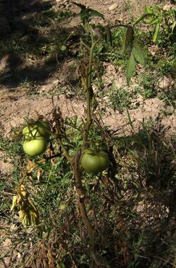 Tomato plant affected by Fusarium oxysporum with brown stem and wilted leaves