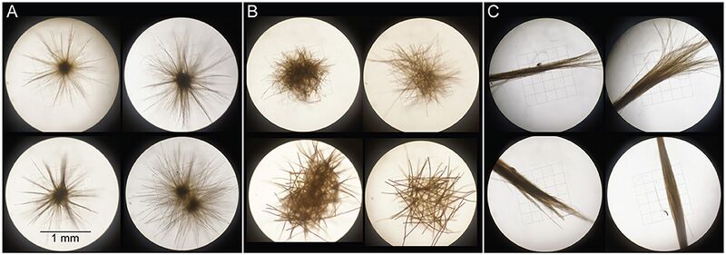 File:Trichodesmium colonies sorted into the morphological classes.jpg