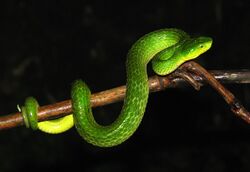 Trimeresurus macrolepis profile.jpg