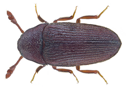 Trixagus dermestoides (Linné, 1767) (23514470680).png