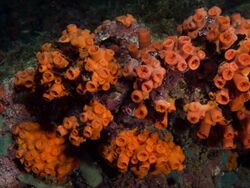 Tubastrea coccinea (Cup Coral) with polyps retracted.jpg