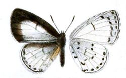 Udara dilectissima female.JPG