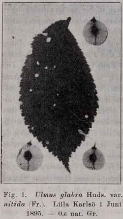 Ulmus glabra var. nitida (cropped).jpg