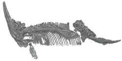 Undorosaurus Skeleton.jpg