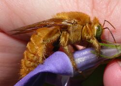 Valleycarpenterbee.jpg