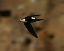 White-throated Swift (Aeronautes saxatalis) in flight.jpg