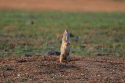 Wichita mts prairie dog sound the alarm squarehappyface creative commons.jpg