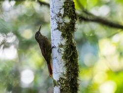 Xiphorhynchus chunchotambo - Tschudi's Woodcreeper.jpg