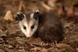 Young Virginia Opossum.jpg