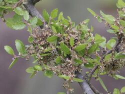 Zelkova abelicia.jpg