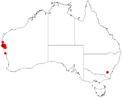 Acacia drepanophyllaDistMap308.png