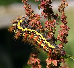 Acronicta oblinita1.jpg