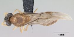 Adetomyrma venatrix casent0490924 dorsal 1.jpg