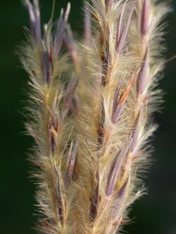 Andropogon hallii 1.jpg