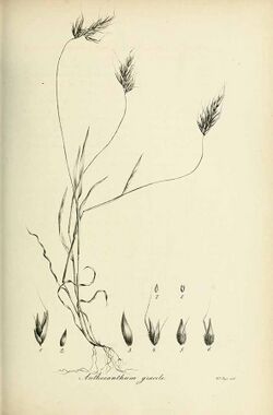 Anthoxanthum gracile - Species graminum - Volume 3.jpg