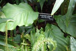 Anthurium cubense - Brooklyn Botanic Garden - Brooklyn, NY - DSC08010.JPG