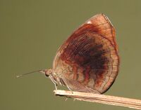 Ariadne merione - Common Castor 15.jpg