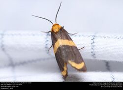 Arid Eudesmia Moth (Erebidae, Eudesmia arida) (30063677886).jpg