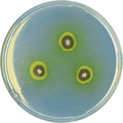 Aspergillus astellatus cya.png