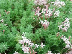 Asperula arcadiensis (rubiaceae).JPG