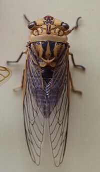 AustralianMuseum cicada specimen 32.JPG