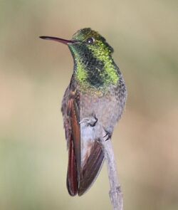 Berylline Hummingbird (cropped).jpg