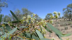 Black Box foliage and flowers (15299115414).jpg